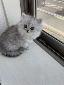 ミヌエット【埼玉県・女の子・2020年9月30日・シェーデッドシルバー（ロング）】の写真「超絶美人の長足女の子♥️」