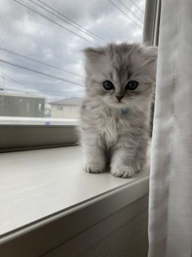 ミヌエット【埼玉県・女の子・2021年2月19日・シェーデッドシルバー（ロング）】の写真「ペットモデルタイプ」