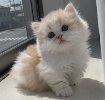 ミヌエット【埼玉県・男の子・2021年2月27日・クリーム&ホワイト（ロング）】の写真「極短足男の子」