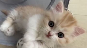 ミヌエット【埼玉県・男の子・2021年6月28日・レッドタビー（ロング）】の写真「極短足ぬいぐるみちゃん」