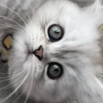 ミヌエット(短足)【埼玉県・女の子・2022年9月24日・シェーデッドシルバー（ロング）】の写真「【モデルタイプ】短足女の子ちゃん」