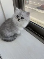 ミヌエット【埼玉県・女の子・2020年9月30日・シェーデッドシルバー】の写真2