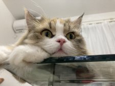 ミヌエット【・女の子・2020年4月16日・キャリコ】