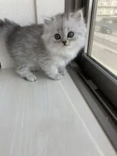 ミヌエット【埼玉県・女の子・2020年9月30日・シェーデッドシルバー】の写真3