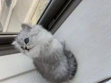 ミヌエット【埼玉県・女の子・2020年9月30日・シェーデッドシルバー】の写真5