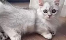 ミヌエット(短足)【埼玉県・男の子・2025年7月16日・ブルータビー】の写真4