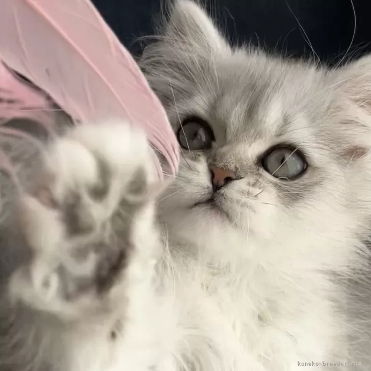 ID：2412-00776の子猫