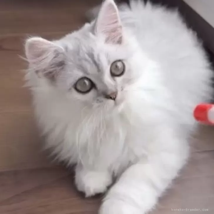 ID：2509-00590の子猫