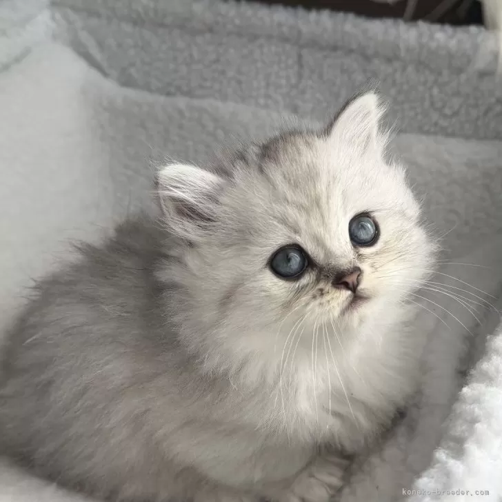 ミヌエット(短足)【埼玉県・男の子・2025年9月25日・チンチラシルバー】の写真1