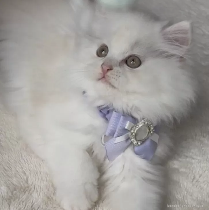 ミヌエット(長足)【埼玉県・男の子・2025年9月14日・クリーム】の写真1