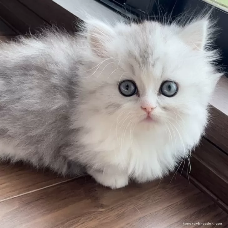 ID：2505-03794の子猫