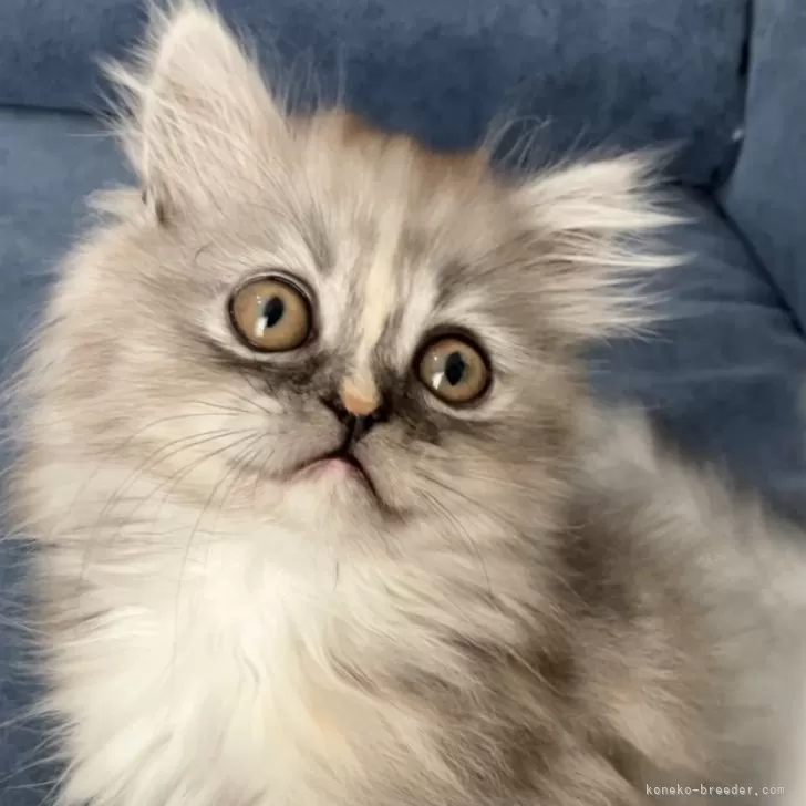 ID：2502-00046の子猫