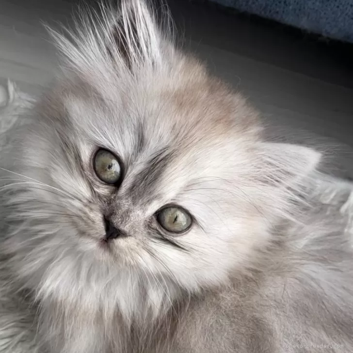 I.F 様のお迎えした子猫