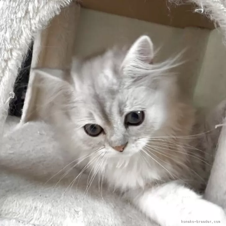 ID:2505-03391の子猫