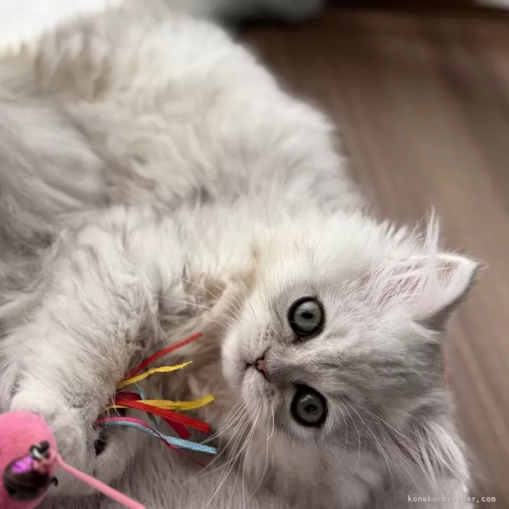 ID：2411-02478の子猫