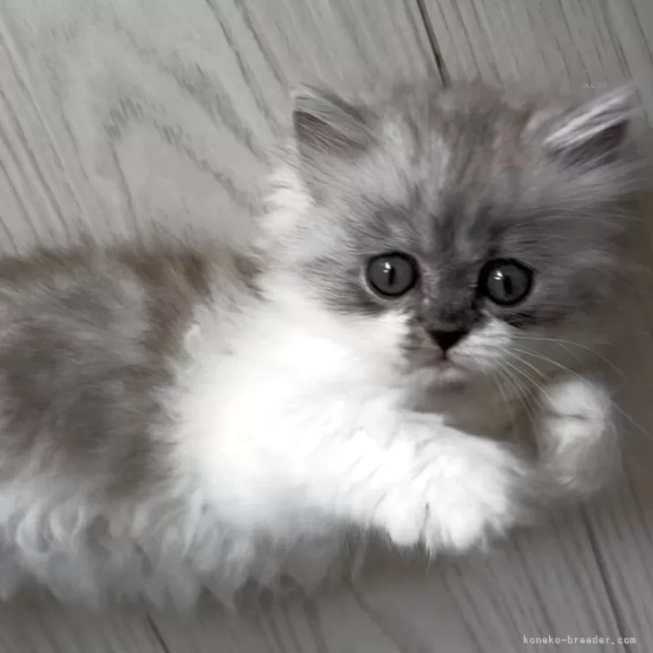 ID：2505-03782の子猫