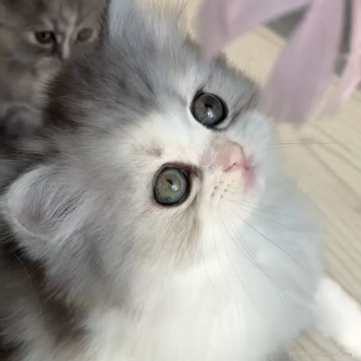 チャイぽてと 様のお迎えした子猫