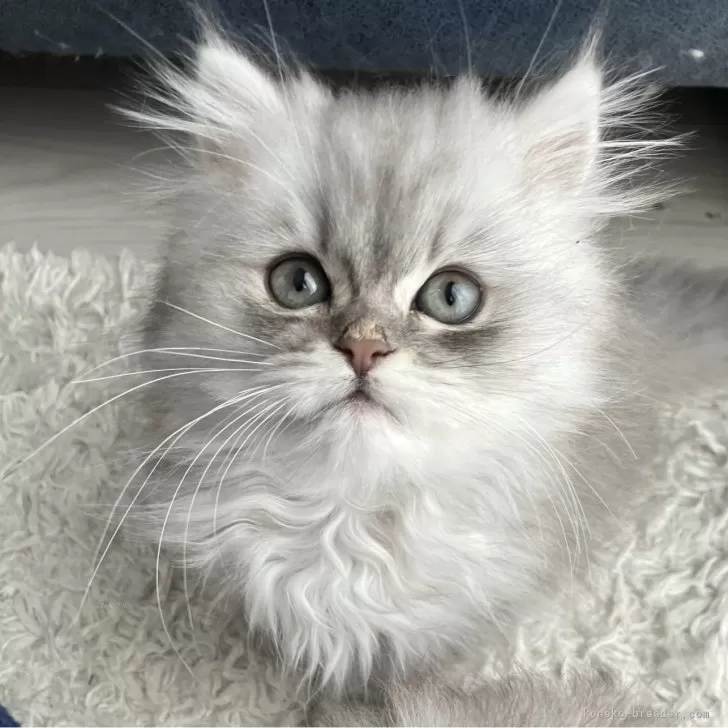 ID:2412-00782の子猫