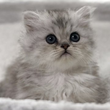 ミヌエット(短足)【埼玉県・女の子・2025年9月25日・シェーデッドシルバー（ロング）】の写真「ほわほわ可愛い女の子🌟」