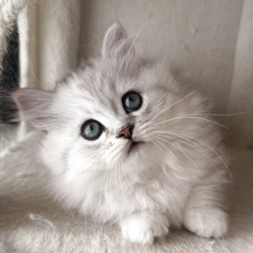 ミヌエット【埼玉県・男の子・2025年9月25日・チンチラシルバー（ロング）】の写真「ほわほわおっとりの男の子🌟」