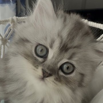 ミヌエット(長足)【埼玉県・女の子・2025年9月14日・ブルータビー(ロング)】の写真「モフモフの女の子♡」