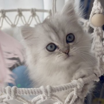 ミヌエット(短足)【埼玉県・女の子・2025年6月27日・シェーデッドシルバー（ロング）】の写真「ハイランクモデルタイプ極短足ちゃん♡♡」