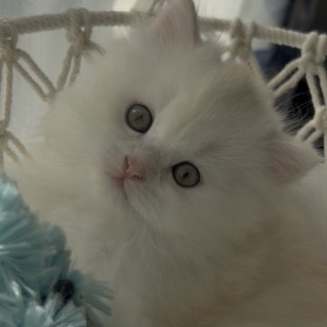 ミヌエット(長足)【埼玉県・男の子・2025年9月14日・クリーム(ロング)】の写真「優しい毛色の男の子💓」