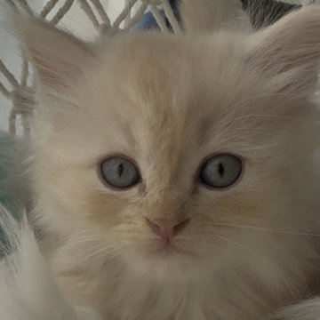 ミヌエット(短足)【埼玉県・男の子・2025年9月5日・クリーム（ロング）】の写真「短足男の子💓‪」