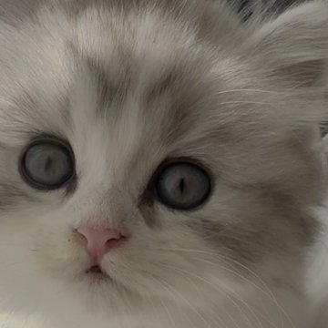 ミヌエット(長足)【埼玉県・男の子・2025年9月14日・ブルー&ホワイト（ロング）】の写真「モデルタイプ♡イケメン君✨」