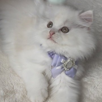 ミヌエット(長足)【埼玉県・男の子・2025年9月14日・クリーム（ロング）】の写真「優しい毛色の男の子💓‪」