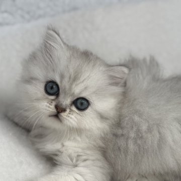 ミヌエット(長足)【埼玉県・女の子・2025年9月25日・チンチラシルバー（ロング）】の写真「うるうる大きな瞳の女の子👧🌟」