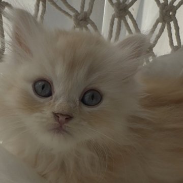 ミヌエット(短足)【埼玉県・男の子・2025年9月5日・レッド（ロング）】の写真「極短足の男の子」