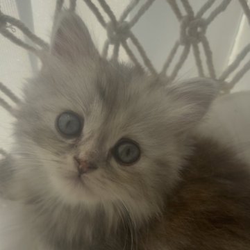 ミヌエット(短足)【埼玉県・女の子・2025年9月5日・トーティーシェルスモーク（ロング）】の写真「極短足女の子💓‪」