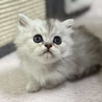 ミヌエット(短足)【埼玉県・男の子・2025年9月25日・シェーデッドシルバー（ロング）】の写真「くりくりお目目の男の子👧🌟」