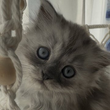 ミヌエット(長足)【埼玉県・男の子・2025年9月5日・ブルースモーク（ロング）】の写真「色の濃い男の子👦」