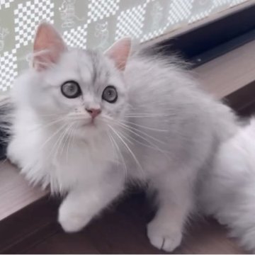 ミヌエット(短足)【埼玉県・男の子・2025年7月16日・ブルータビー（ミドル～ロング）】の写真「モデルタイプ♡短足男の子」