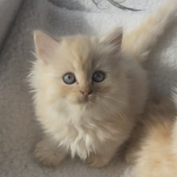 ミヌエット(短足)【埼玉県・男の子・2025年9月5日・クリーム（ロング）】の写真「短足男の子💓‪」