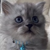 ミヌエット(長足)