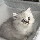 ミヌエット(短足)