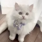 ミヌエット(長足)