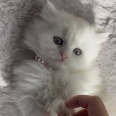 ミヌエット(長足)