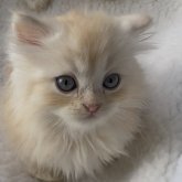 ミヌエット(短足)