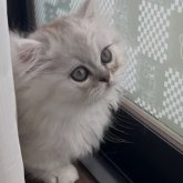 ミヌエット(短足)