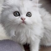 ミヌエット(長足)