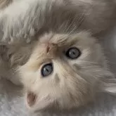 ミヌエット(短足)