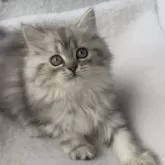 ミヌエット(長足)