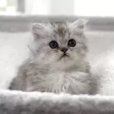 ミヌエット(短足)