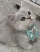 ミヌエット(短足)【埼玉県・男の子・2025年7月16日・ブルータビー】の写真14