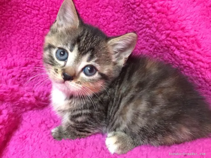ID:1802-00563の子猫