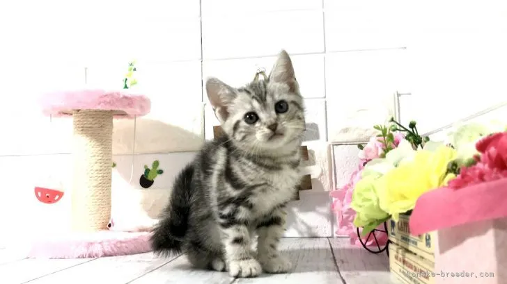 ID:2105-00150の子猫